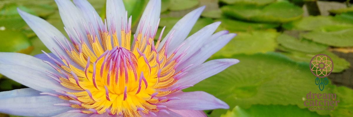 Blue Lotus Lucid Dreaming Dream Clarity Shamanic Meditation Practices Visualization Relaxation Deep Sleep Blue Lily of the Nile 