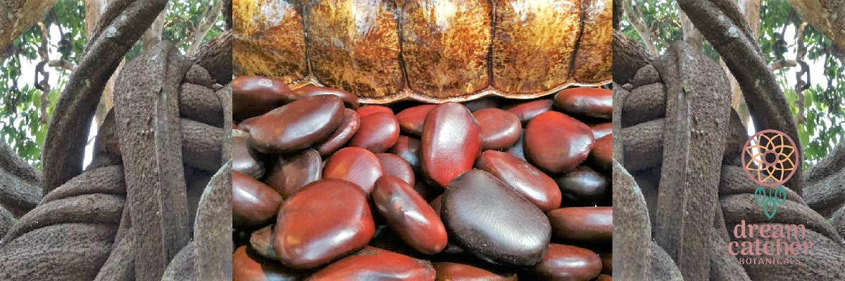 The Dream Bean- Mystical Lucid Dreaming Aid and Good Luck Charm!