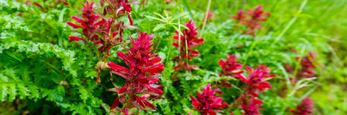 Pedicularis densiflora Indian Warrior Leaf and Flower Herb Musculo skeletal